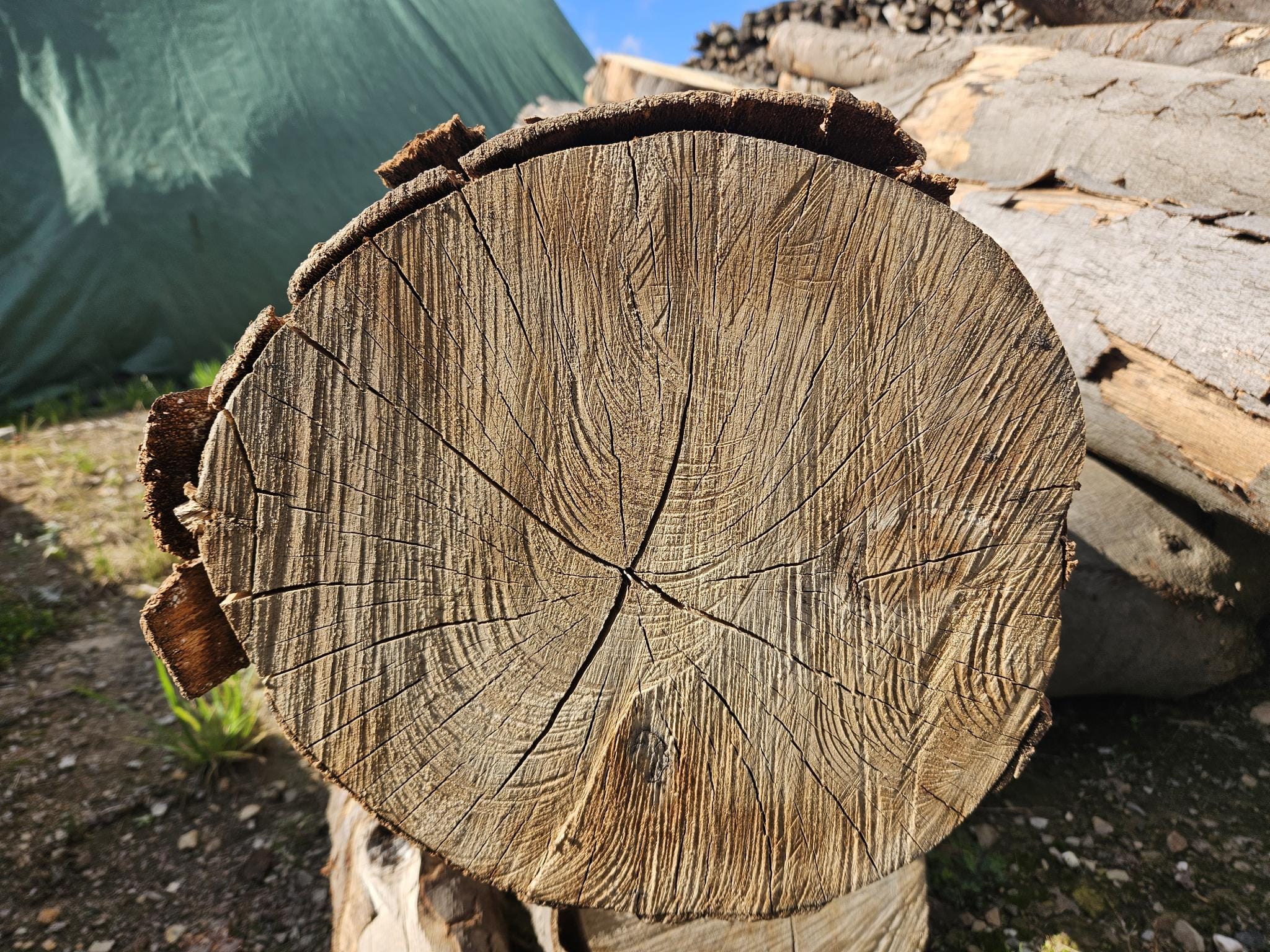 Nachhaltiges Kaminholz aus verantwortungsvoller Waldnutzung